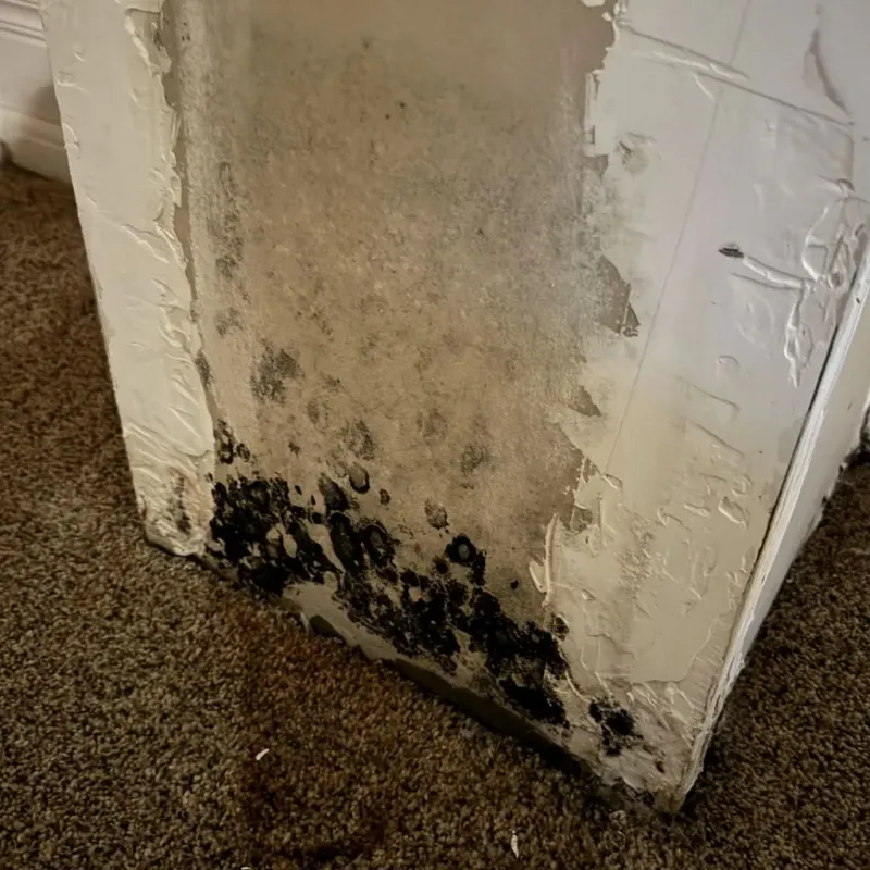 Professional Mold Removal in Doolittle, TX